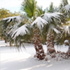 cold_protection_web cold protection web Palm Tree Articles