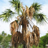 dying_palm_tree_web dying palm tree web Palm Tree Articles