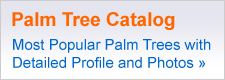 Florida Palm Trees home banner12 Florida Palm Trees