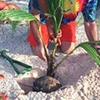 palm_tree_planting_web palm tree planting web Palm Tree Articles