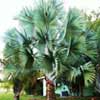 transplant_shock_small transplant shock small Florida Palm Trees