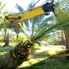 transplanting_palm_tree2_small transplanting palm tree2 small Palm Tree Articles