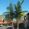 fast_growing_palms_web fast growing palms web Palm Tree Articles