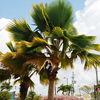 palm_care_mistakes_web palm care mistakes web Palm Tree Articles