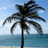 palm_tree_fertilizing_web palm tree fertilizing web Palm Tree Articles