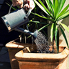 watering_palm_tree_web watering palm tree web Palm Tree Articles