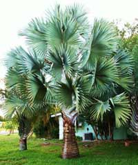 Palm Tree Species Chart