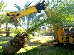 How deep are the roots of palm trees?