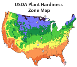 usda hardiness zones11 Secret to Growing Cold Hardy Palm Trees