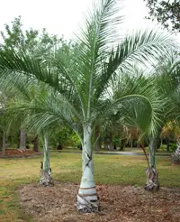 Buccaneer Palm