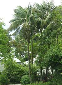 kentia palm tree Palm Tree Pictures