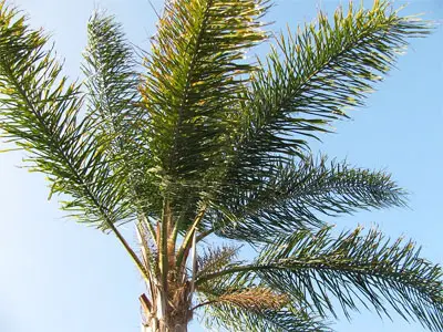 Palm Tree Species Chart