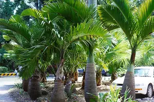 Bottle Palm Tree Hyophorbe lagenicaulis