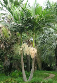 archontophoenix cunninghamiana plant