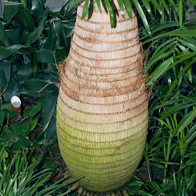 Bottle Palm (Hyophorbe lagenicaulis).