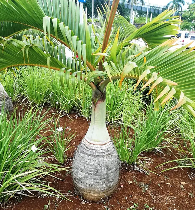 Bottle Palm (Hyophorbe lagenicaulis).