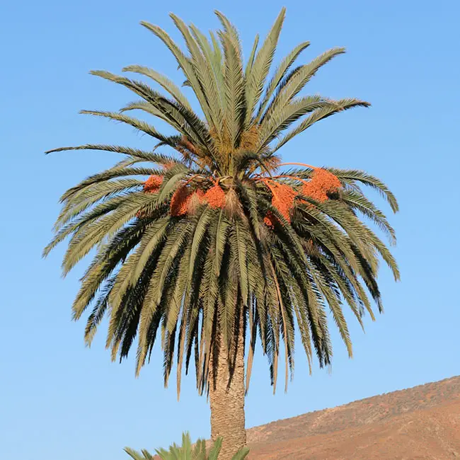 Canary Date Palm (Phoenix canariensis).