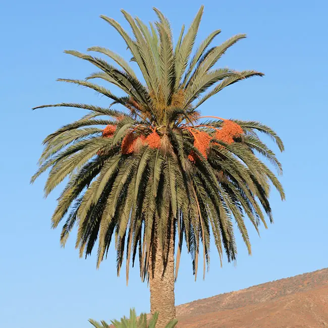 Canary Date Palm (Phoenix canariensis)