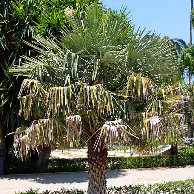 Caranday Palm (Copernicia alba). 