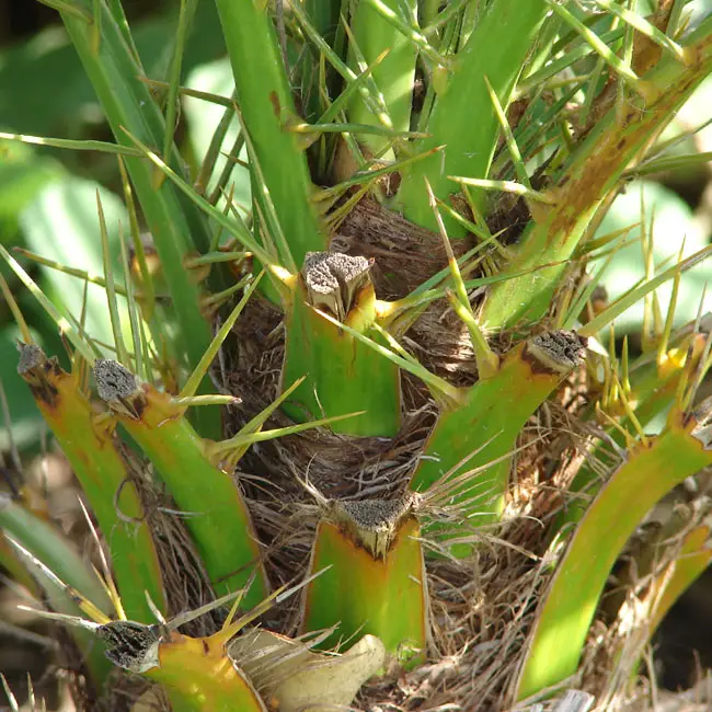 Pygmy Date Palm Tree (Phoenix roebelenii)