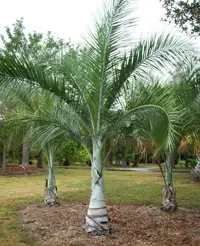 beccaneer palm tree