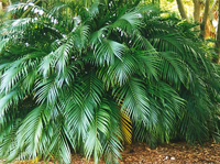 cat palm tree