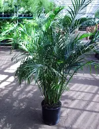 cat palm tree