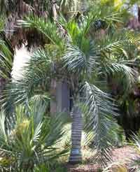 beccaneer palm tree