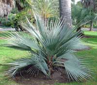 mazari palm tree