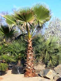 mexican fan palm
