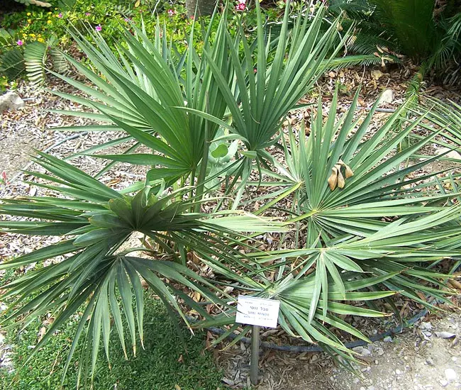 Dwarf Palmetto (Sabal minor). 