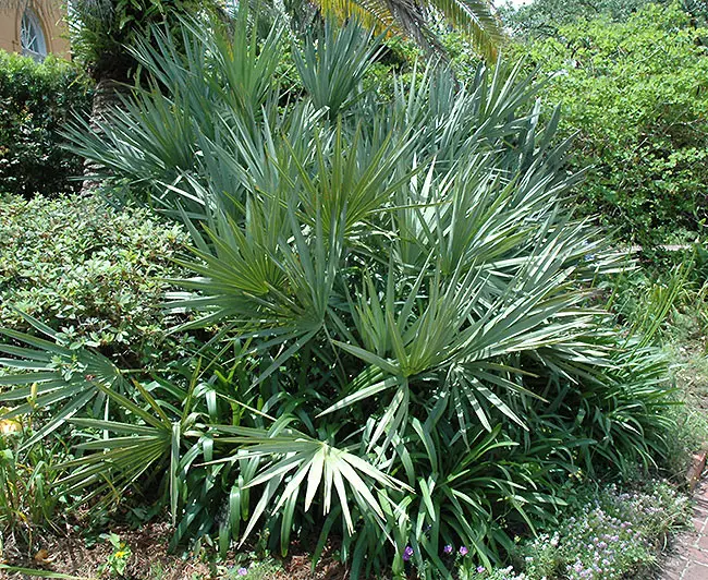 🌴 Saw Palmetto Palm Tree Serenoa repens