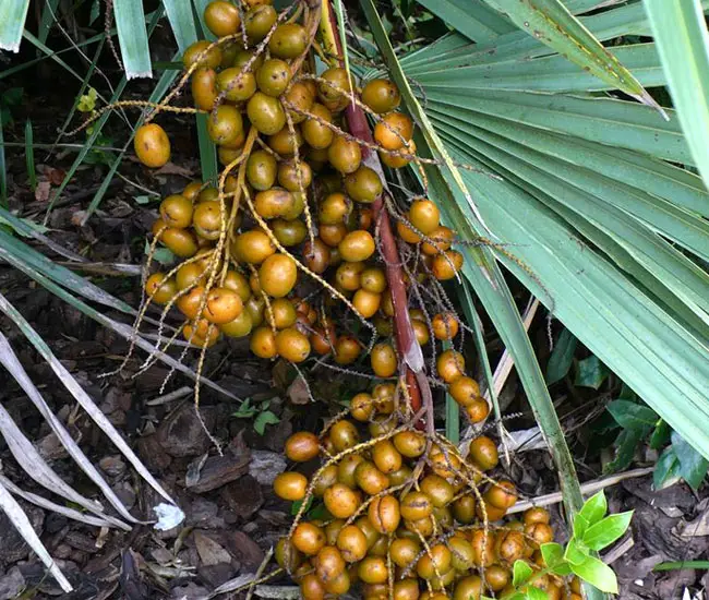 🌴 Saw Palmetto Palm Tree Serenoa repens