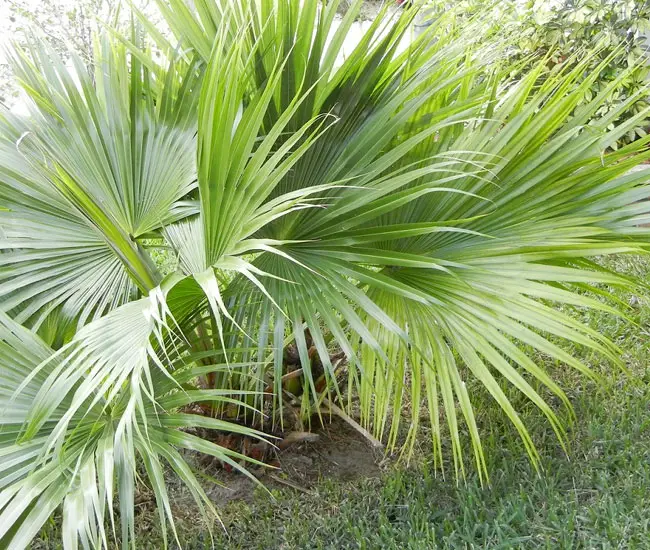 🌴 Saw Palmetto Palm Tree Serenoa repens