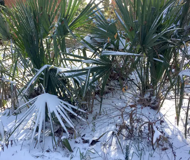 Saw Palmetto Palm Tree (Serenoa repens) under snow