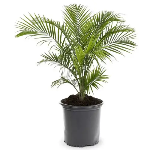 Areca Palm Tree (Chrysalidocarpus lutescens)