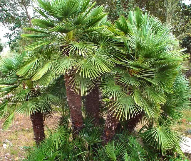 European Fan Palm Tree (Chamaerops humilis). 