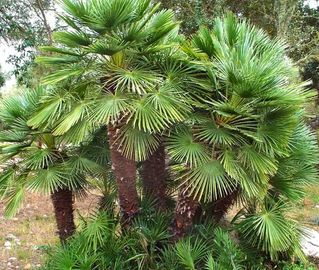 European Fan Palm Tree (Chamaerops humilis).