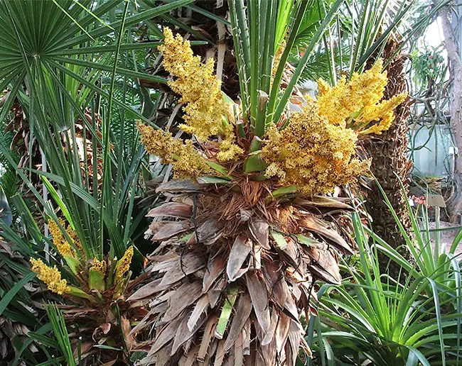 European Fan Palm Tree (Chamaerops humilis) flowers