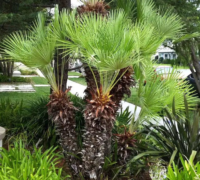 Over pruned Mediterranean Fan Palm (Chamaerops humilisa)