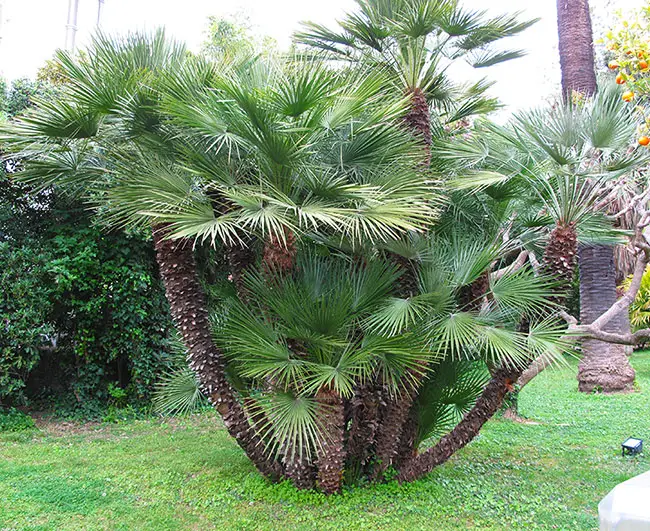 Mature Mediterranean Fan Palm (Chamaerops humilis). 