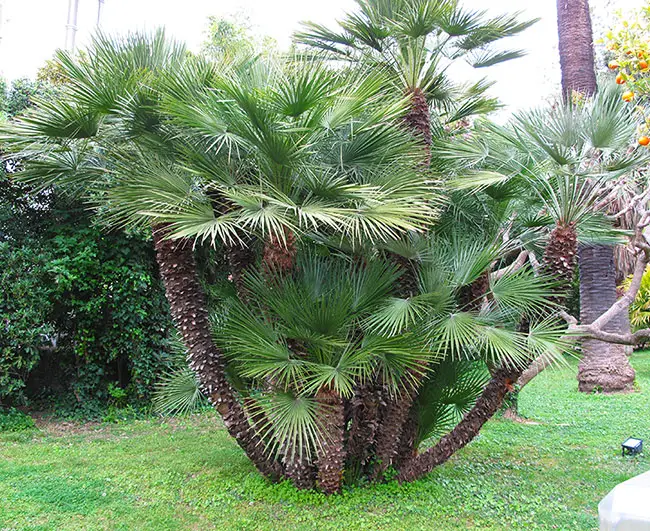 Mature Mediterranean Fan Palm (Chamaerops humilis).