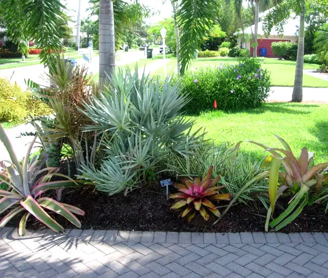 Saw Palmetto Palm Tree (Serenoa repens) in the landscape under a taller palm