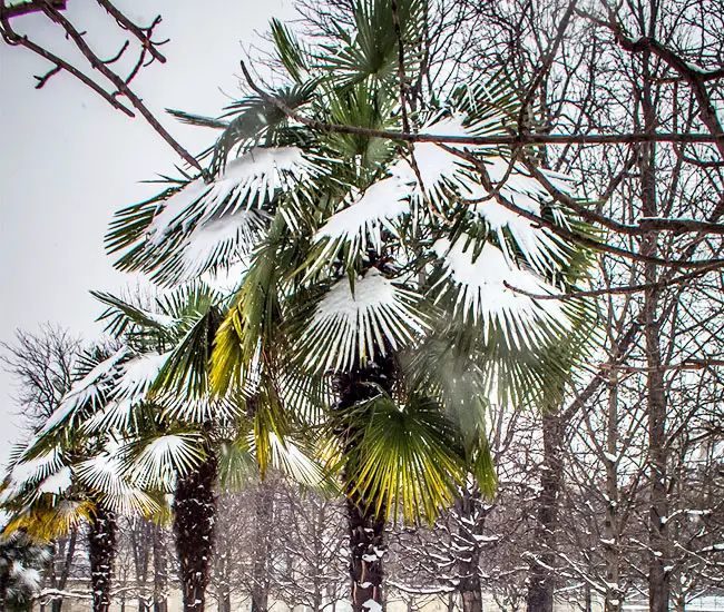 freezedamagedpalm8 Florida Palm Trees