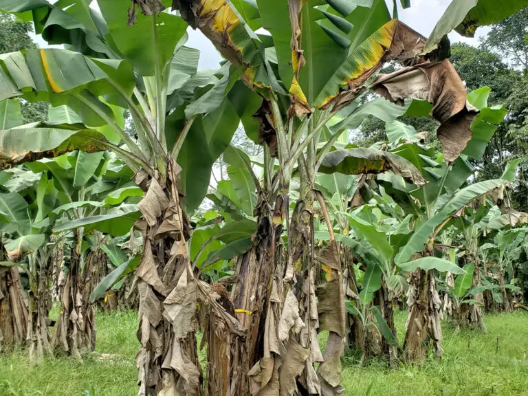 fusariumwiltpalmtree Florida Palm Trees