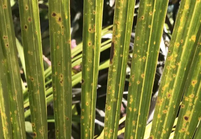 Palm Tree Symptoms IMAGESEE palm-tree-symptoms-imagesee