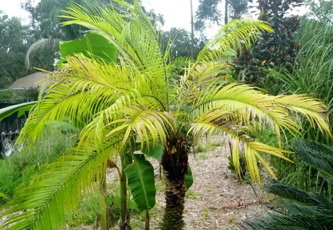 Overwatered Pygmy Date Palm (Phoenix roebelenii)
