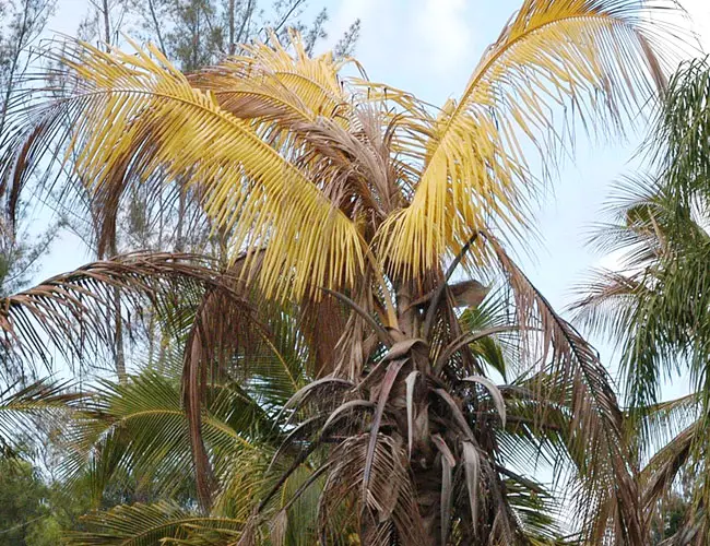 Picture of a sick palm tree.