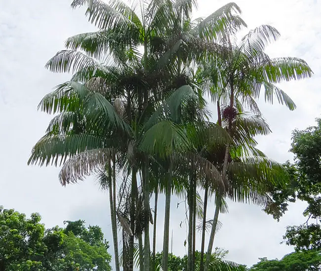 Acai Palm Tree (Euterpe oleracea)