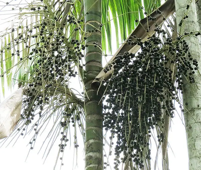 Fruits of Acai Palm Tree (Euterpe oleracea)